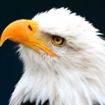 The annual Quad City Bald Eagle Days will be Friday through Sunday, Jan. 6-8, at the QCCA Expo Center, 2641 4th Ave., Rock Island. CREDIT QCCA EXPO CENTER