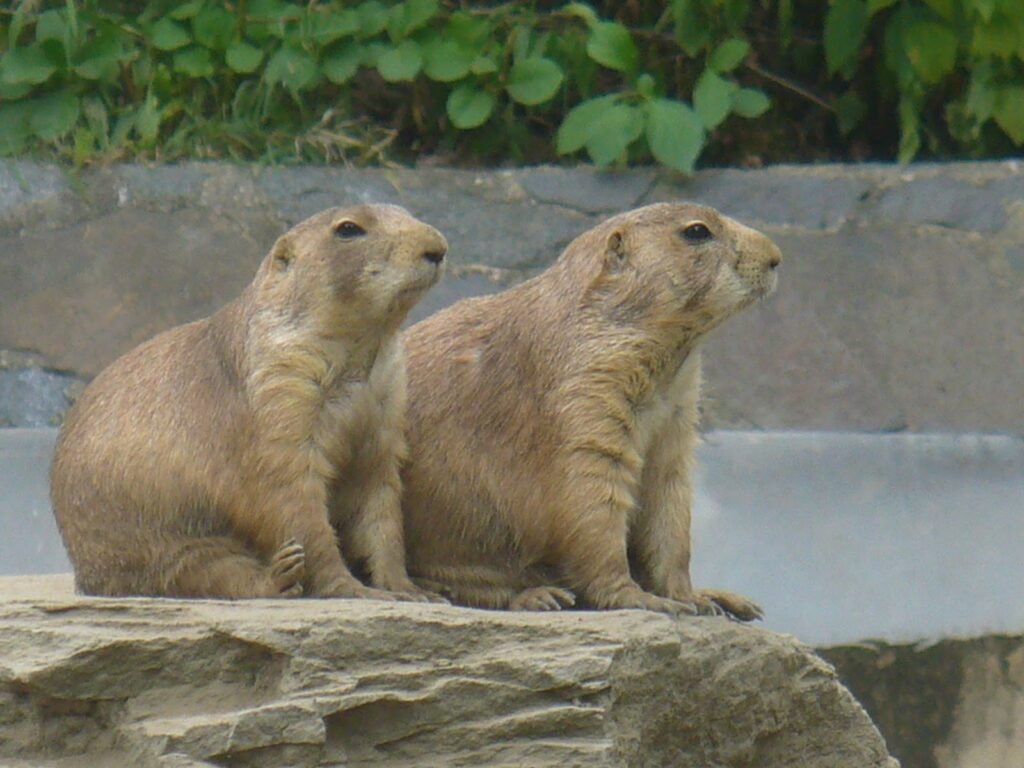 Niabi Zoo prairie dogs