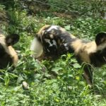 African Painted dogs Niabi Zoo