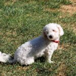 K9 kindness dog fundraiser