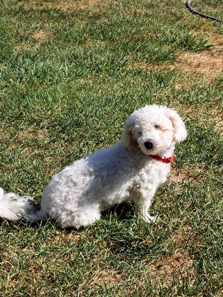 K9 kindness dog fundraiser