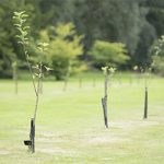 MidAmerican Trees Please!