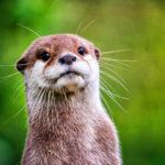 Niabi Zoo otters