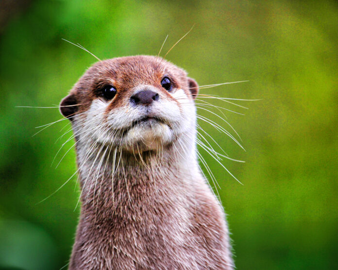 Asian small-clawed otter Niabi Zoo otters