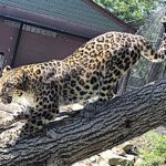 Niabi Zoo Leopards
