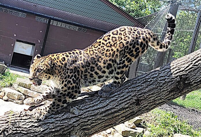 Niabi1 Niabi Zoo Leopards